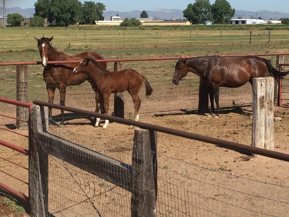 MOUNTAIN VIEW RANCH & STABLES Updated September 2024 2100 Frontage