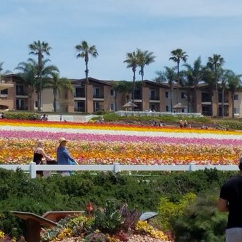 The Flower Fields - Venues & Event Spaces Near Me - Carlsbad, California