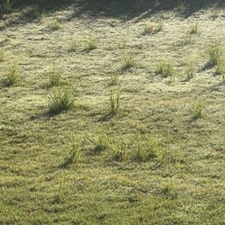 Turf Masters Lawn Care - This is our yard after three years of service.