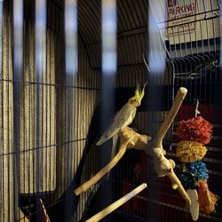 Petco - Cockatiel