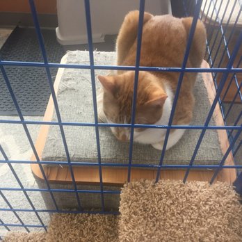 Chow Hound Pet Supplies - Psst! Hey, hoomins! I can has furever home pleez? - Pet Stores Near Me - Kalamazoo, Michigan Chow Hound Pet Supplies - Psst! Hey, hoomins! I can has furever home pleez? - Pet Stores Near Me - Kalamazoo, Michigan