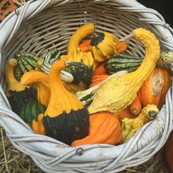 Gardel's Garden - Gorgeous gourds! $2 each - Nurseries & Gardening Near Me - Brooklyn, New York