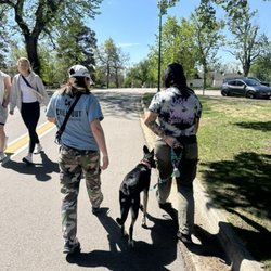 Chill Out Dog Training - Abbi out in the park, working through real-life distractions with a client dog.