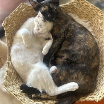 Fluffy Tail Cafe - Cuddle time! - Coffee & Tea Near Me - Tustin, California