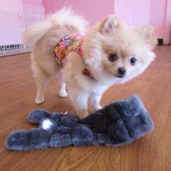Biscuits Pet Boutique - Kimono harness! - Pet Stores Near Me - San Jose, California Biscuits Pet Boutique - Kimono harness! - Pet Stores Near Me - San Jose, California