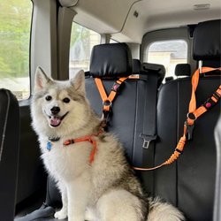 House of The Woofers - Dog