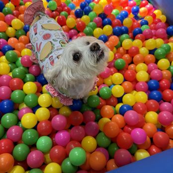 Frolick Dogs - Kai in the ball pit! - Pet Sitting Near Me - Alexandria, Virginia Frolick Dogs - Kai in the ball pit! - Pet Sitting Near Me - Alexandria, Virginia