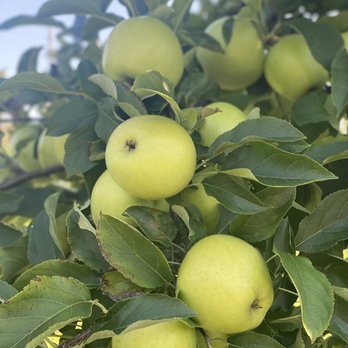 Apple Ridge Orchards - Pick Your Own Farms Near Me - Warwick, New York