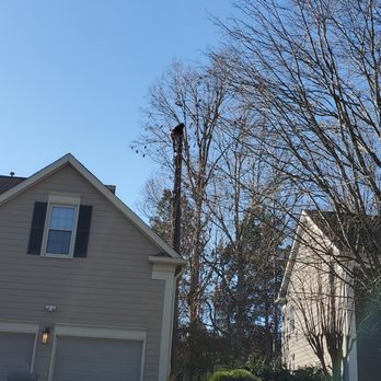 Jimenez Tree Service - Limbs removed - Tree Services Near Me