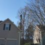 Photo of Jimenez Tree Service