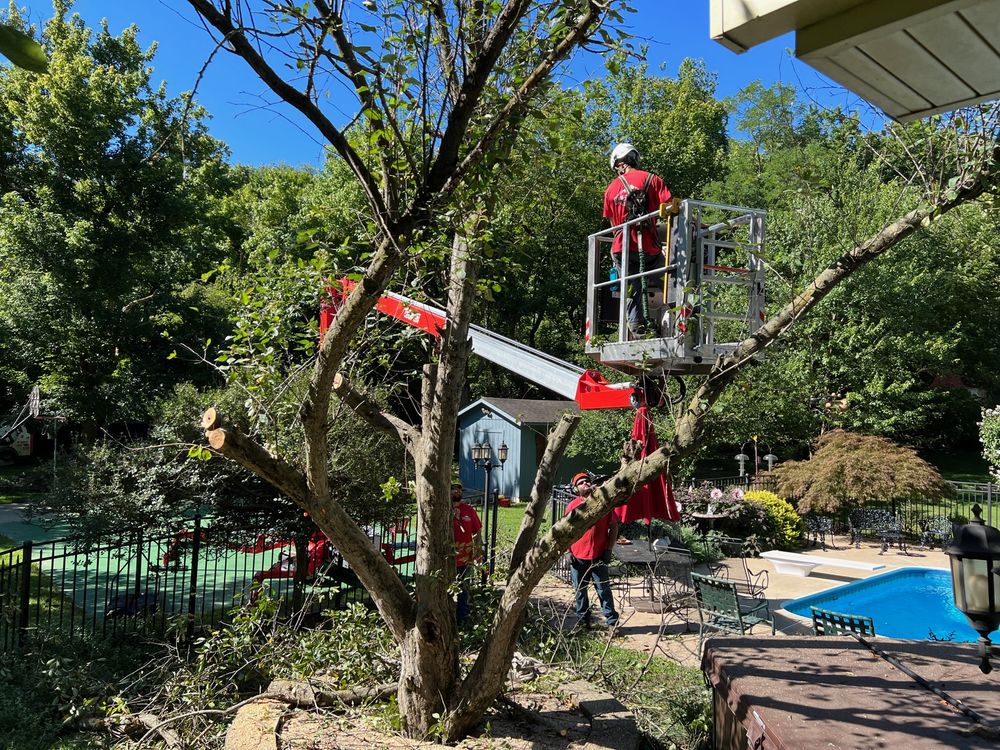 TREE SERVICE Updated September 2024 97 Photos & 18 Reviews