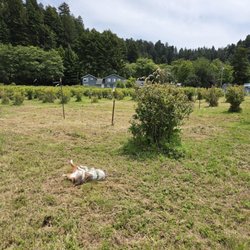 Blueberry Hill Farms