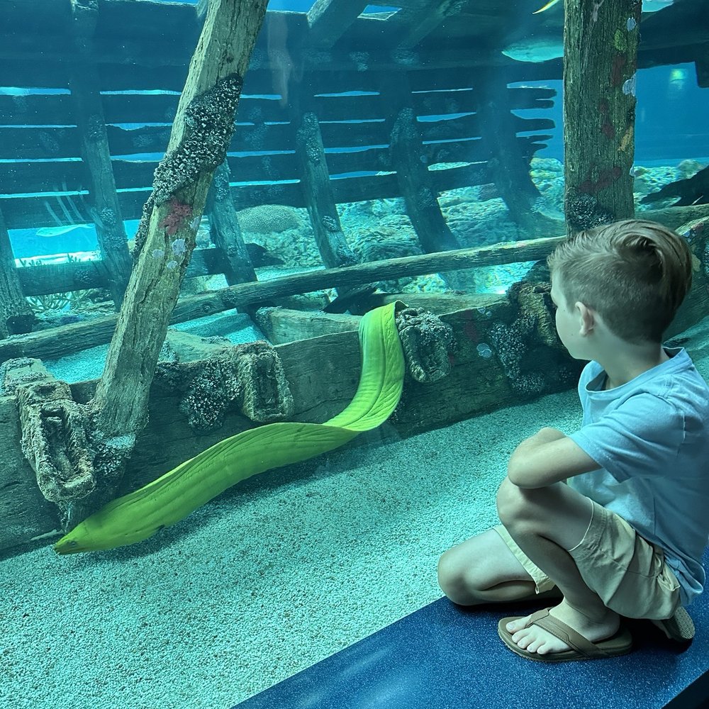 Texas State Aquarium - Underwater viewing area - Aquariums Near Me - Corpus Christi, Texas Texas State Aquarium - Underwater viewing area - Aquariums Near Me - Corpus Christi, Texas