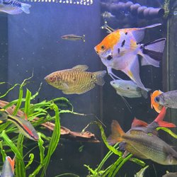 East Idaho Aquarium