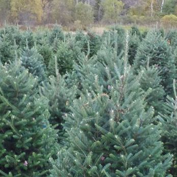 Sibgo Tree Company - Christmas Trees Near Me - Manchester, New Hampshire Sibgo Tree Company - Christmas Trees Near Me - Manchester, New Hampshire