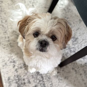 Barker's Barber - Dog - Pet Sitting Near Me - West Chester, Pennsylvania Barker's Barber - Dog - Pet Sitting Near Me - West Chester, Pennsylvania