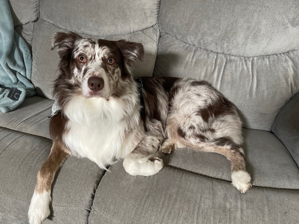 CHARISMA DOG GROOMING Updated September 2024 75 Photos & 31 Reviews