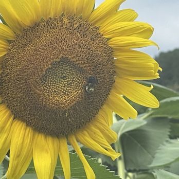 Dorothea Dix Park - Sunflower .. look at all those sunflower seeds! - Parks Near Me - Raleigh, North Carolina