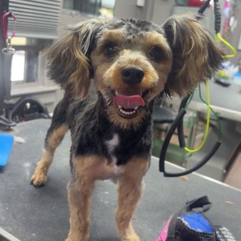 Animal Boutique - His before and after photos' - Pet Groomers Near Me - Martinez, Georgia