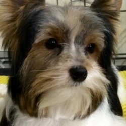 Grooming by Charlene Pet Boutique