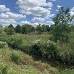 Old City Park - Native plants