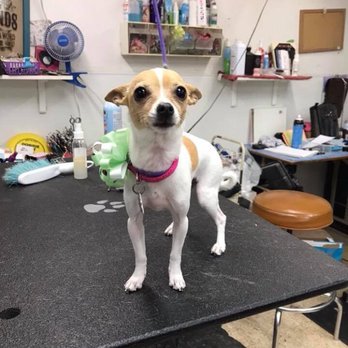 Doggie Mat - Pet Groomers Near Me - Chino, California Doggie Mat - Pet Groomers Near Me - Chino, California