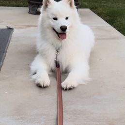 Samoyed training