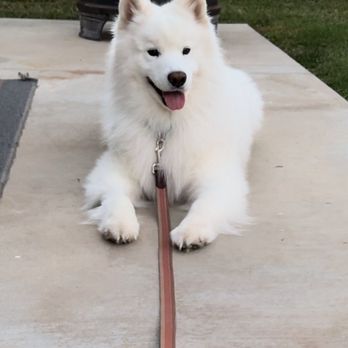 Bark & Roll Dog Training - Samoyed training - Pet Training Near Me - Irvine, California