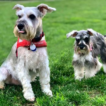Groomin' Gaby - After Groomin' Gaby! - Pet Groomers Near Me Groomin' Gaby - After Groomin' Gaby! - Pet Groomers Near Me