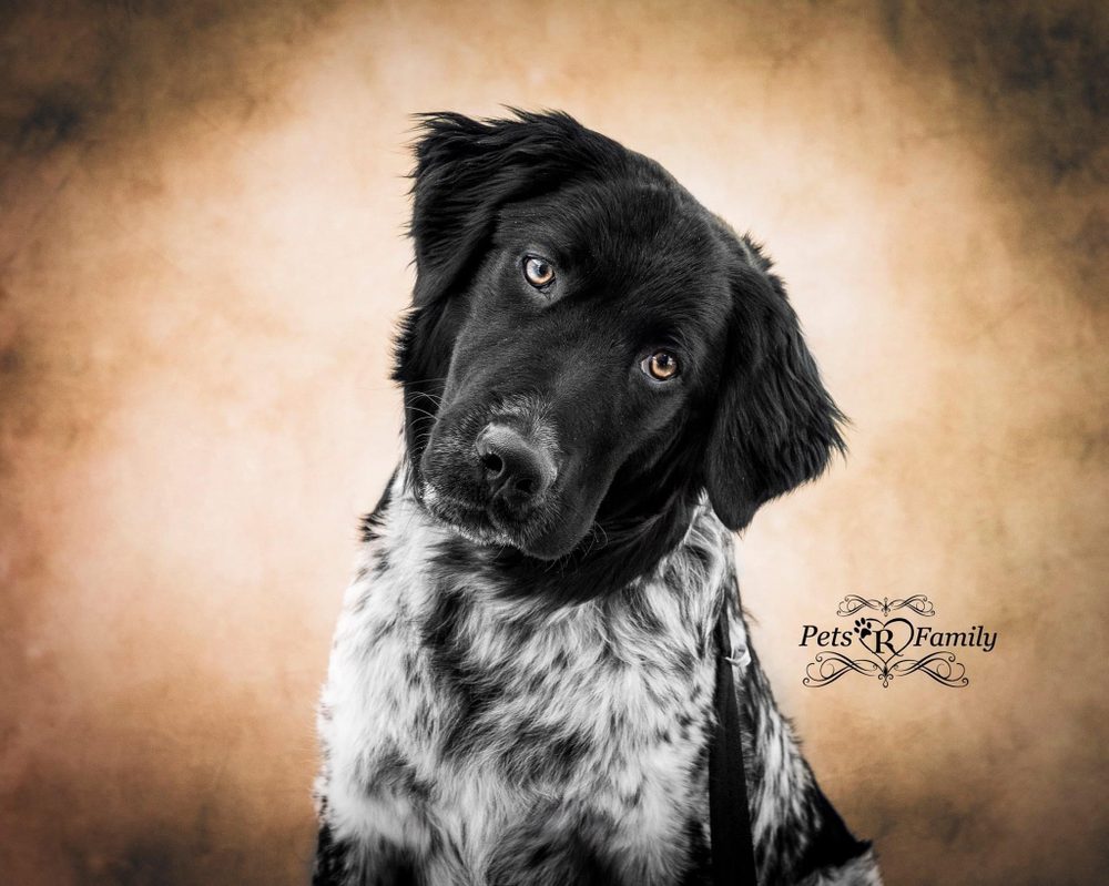 Pets R Family Image