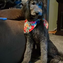 Avalyn's Paw Spa - Stella had a great experience thanks to Cyril;  she came home looking beautiful and was so happy- I couldn't be more grateful!