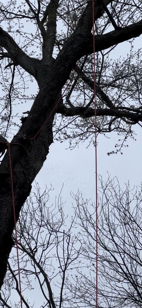 Madecol - tree service in West Haven, CT