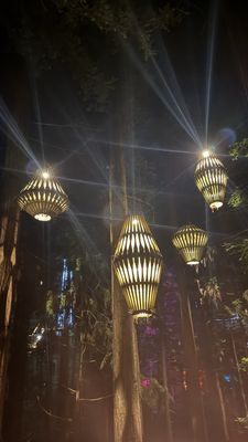 Redwoods Treewalk by null