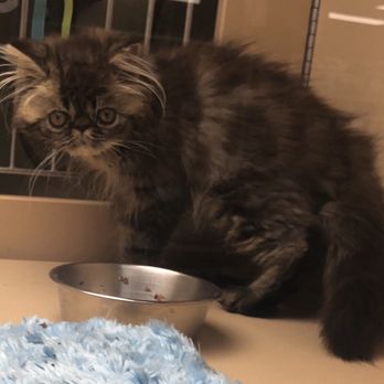Petland Kendall - Adorable Persian 3500 - Pet Stores Near Me - Miami, Florida Petland Kendall - Adorable Persian 3500 - Pet Stores Near Me - Miami, Florida