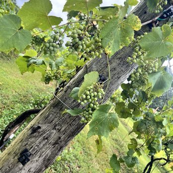 Ozan Vineyard & Winery - Wine Tours Near Me - Calera, Alabama Ozan Vineyard & Winery - Wine Tours Near Me - Calera, Alabama