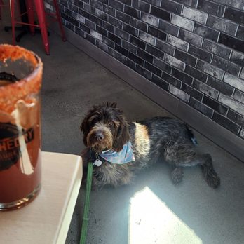 Common Theory Chula Vista - Our wirehaired pointer enjoying his michelada...not! - Gastropubs Near Me - Chula Vista, California Common Theory Chula Vista - Our wirehaired pointer enjoying his michelada...not! - Gastropubs Near Me - Chula Vista, California