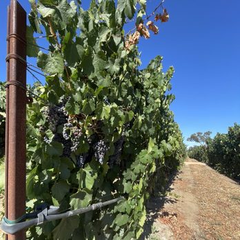 Rava Wines - Wine Tasting Room Near Me - Paso Robles, California