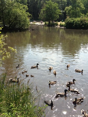 Golden Acre Park by null