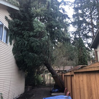 Sky High Tree Removal - Fallen tree on our house. - Tree Services Near Me - Auburn, Washington Sky High Tree Removal - Fallen tree on our house. - Tree Services Near Me - Auburn, Washington