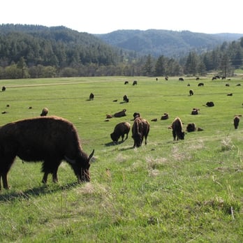Custer State Park - Large herd of buffalo - Parks Near Me - Custer, South Dakota Custer State Park - Large herd of buffalo - Parks Near Me - Custer, South Dakota