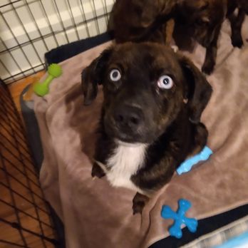 Hope Safehouse - Animal Shelters Near Me - Racine, Wisconsin Hope Safehouse - Animal Shelters Near Me - Racine, Wisconsin