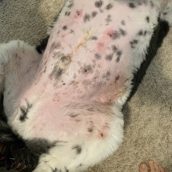 Zoom & Groom Mobile Pet Care - See all the mix and cuts after ointment - Pet Groomers Near Me Zoom & Groom Mobile Pet Care - See all the mix and cuts after ointment - Pet Groomers Near Me