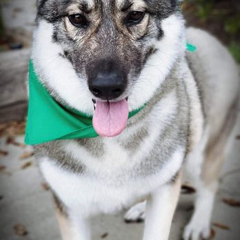 Holly's Mobile Grooming - Pet Groomers Near Me