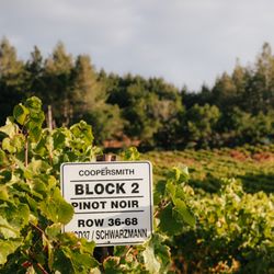Merry Edwards Winery - Coopersmith Vineyard is currently planted to 100 percent of the highly successful UCD 37 Pinot Noir clone, aka Merry's clone.