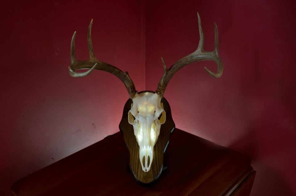 Skull Shine - taxidermy in Hamburg, NY