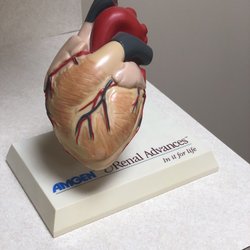Kidney Medical Associates - Vital Organs