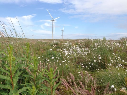 Whitelee wind farm by null
