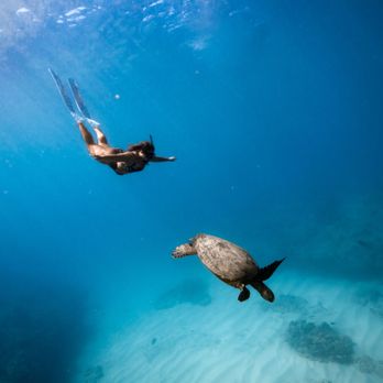 Captain Max Boat Tours - Turtle Canyon Snorkel Semi-Private Boat Tour with Captain Max Boat Tours in Honolulu, Hawaii - Boat Tours Near Me - Honolulu, Hawaii