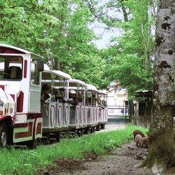 Safari Train - Réserve de Beaumarchais - Les sangliers
