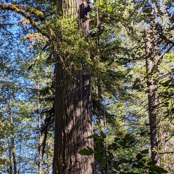 Tree Climbing at Silver Falls - Climbing Near Me - Sublimity, Oregon Tree Climbing at Silver Falls - Climbing Near Me - Sublimity, Oregon